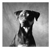 pet portraiture