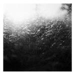 Sunlit Field - San Bernardino, California, from the series Unexpected Growth